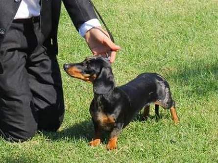 dachshund miniature